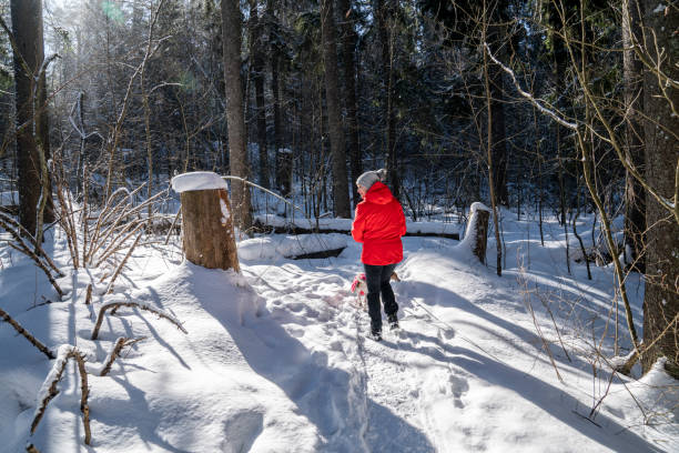 femme randonnant dans une forêt enneigée - scandinavian cross country ski ski nordic countries photos et images de collection