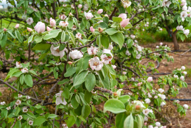 istock Malus domestica. Apple blossoms in spring. 1478751376