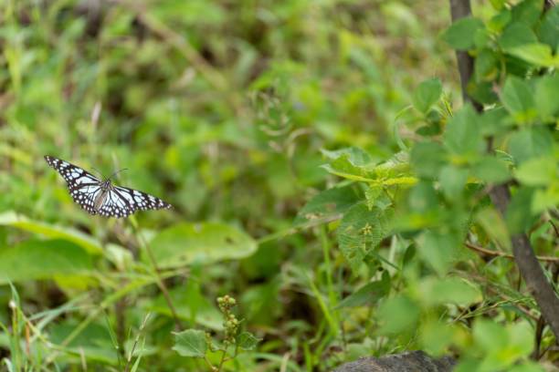 istock Selective of a blue tiger (Tirumala limniace) butterfly in greenery 1478751592