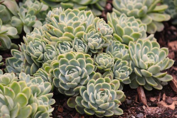 istock Selective of succulent plants at Botonical garden Oslo, Norway 1478751623