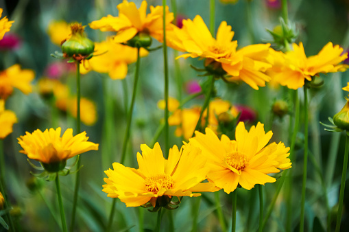 Yellow coreopsis in the summer garden close-up