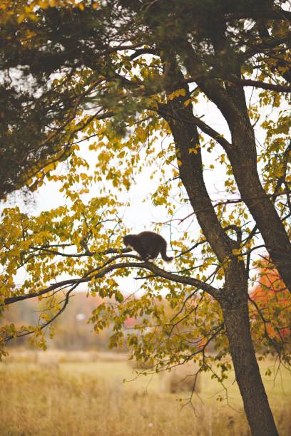 A vertical shot of a cat on a tree branch with a blurred background