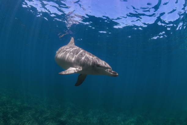 istock Dolphin swimming under the water 1478752321