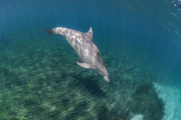 istock Dolphin swimming under the water 1478752336