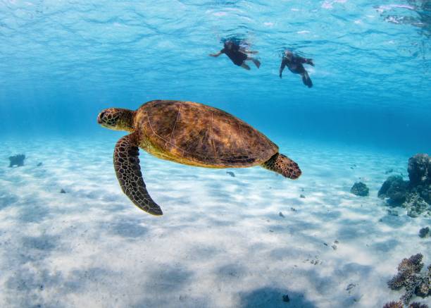 istock Beautiful sea turtle and divers under the ocean 1478752342