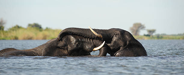 istock Elephants playing in the water Botswana Africa 147875264