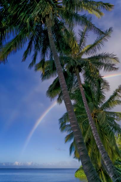 istock Vertical shot of palms under the blue sky and a rainbow 1478752696