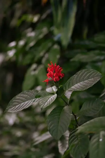 A vertical closeup shot of a red Brazilian plume.