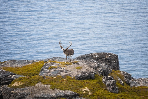 A beautiful brown Reindeer on the coast in Nothern Norway