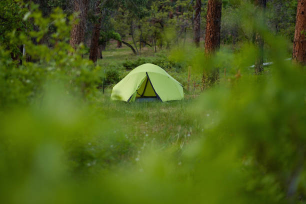 istock Selective focus of a tent in the forest 1478754328