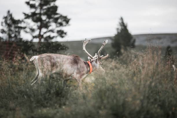 istock Reindeer walking in the green field 1478754696