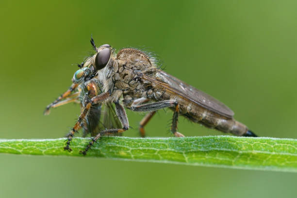 istock Macro of a large robber fly consuming its prey on a green leaf 1478754712