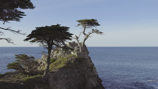 4k footage of lonely Cypress Tree on Monterey peninsula, California