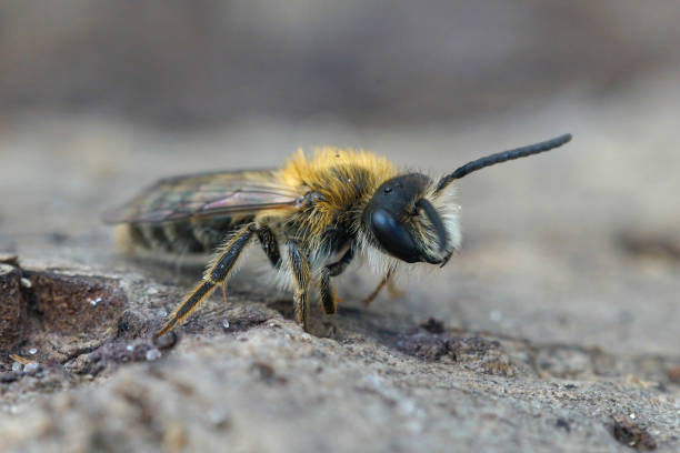 istock Male heather mining bee on wood 1478754857