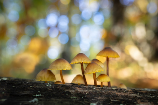 A selective focus of the growing small Mycena mushrooms on the tree trunk in the forest