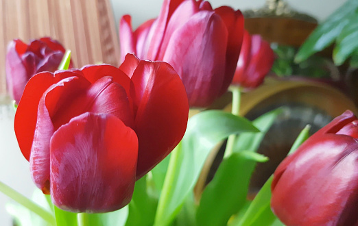 A closeup shot of beautiful red tulips in a vase