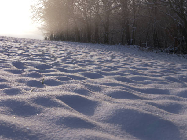 田舎の森林や牧草地に降雪が漂う - photography branch tree day ストックフォトと画像