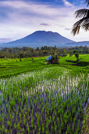Sidemen is a stunning area to explore rural paddy fields, it is located at eastern of Bali. Althought, the name of Sidemen isn't better known as Tegalalang Rice Field Terrace but it is worth to have a visit there.