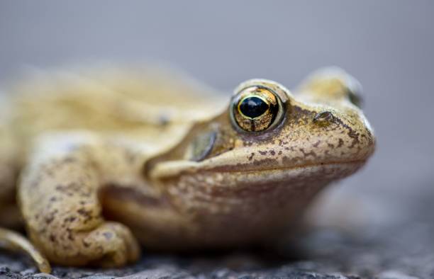istock Closeup shot of a frog 1478756665