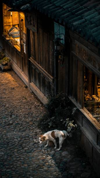 istock White and brown stray dog peeing in the park 1478756768