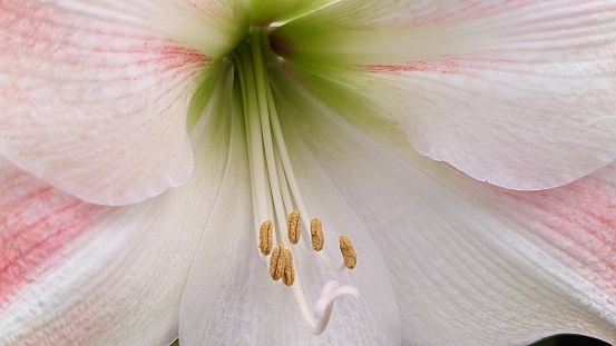 Close up of amaryllis