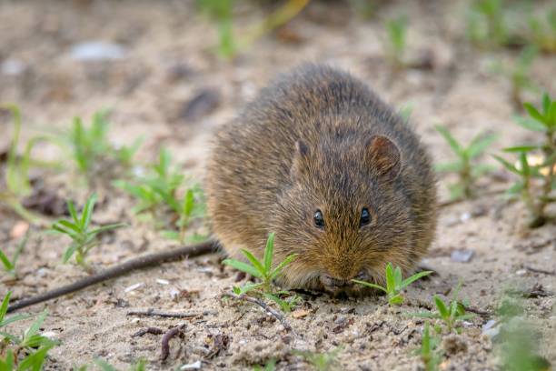istock Closeup shot of a Marsh Rat 1478757163