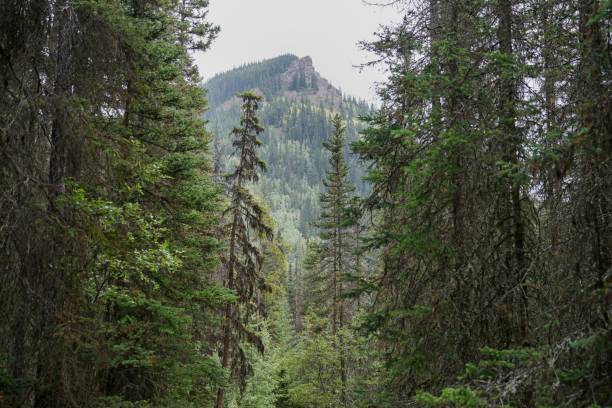 istock Giant tress in front of a giant mountain 1478757615