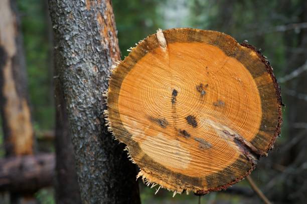 istock Beautiful crosscut of a log 1478757624