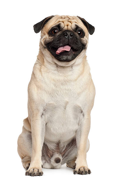 istock Pug, 3 years old, sitting against white background 147875788