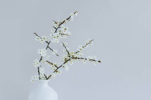istock Beautiful blossom branches in a white vase on a grey background. 1478758596