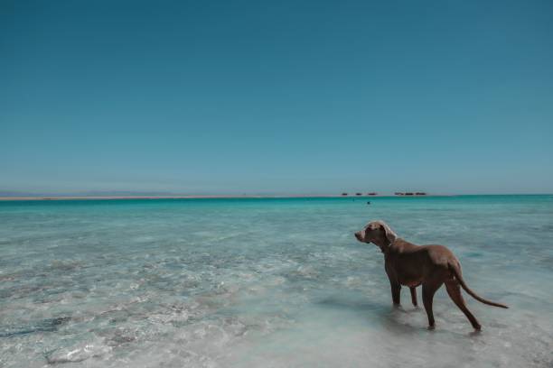 istock Weimaraner in the sea on a sunny day under the blue sky 1478758630