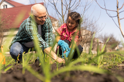 Senior grandfather and granddaughter gardening in the backyard garden