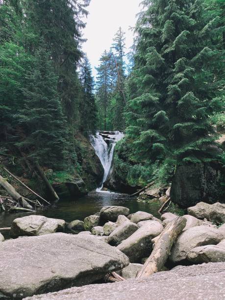 istock Vertical shot of a river running through forest trees 1478758772