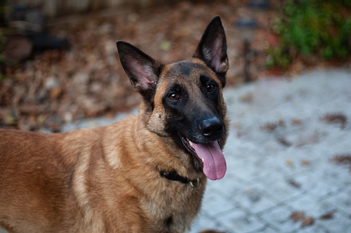 Young Bitch of the Belgian Shepherd Malinois with a raised tail and a bandaged paw looks attentively and affably. The dog is standing in a green meadow