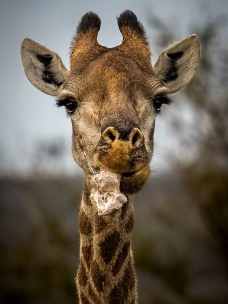 istock Vertical portrait of a giraffe 1478759123