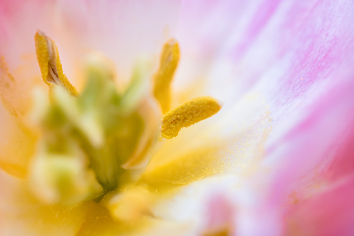 Macro photography of beautiful tulip stamens and pistils