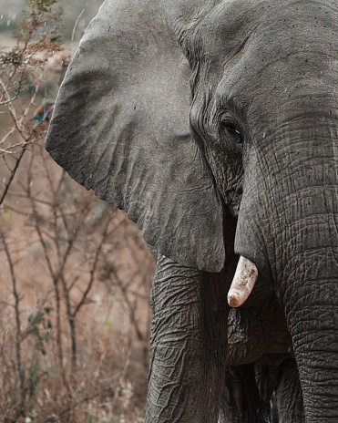 Close up shot (portrait) of an African elephant (Loxodonta africana) in the grassland near to Khwai river, Moremi National Park in Okavango Delta, Botswana, Africa.
