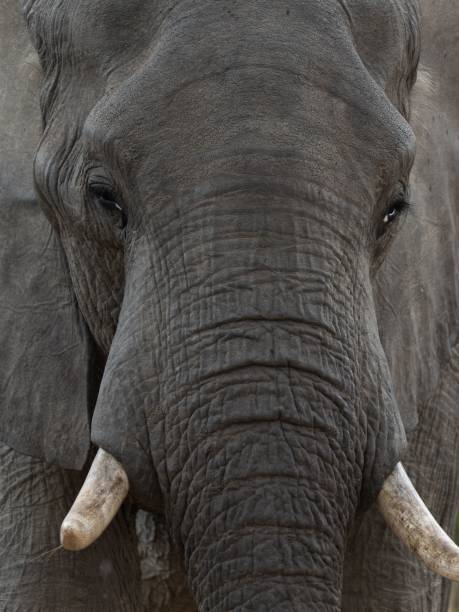istock Vertical portrait of an elephant 1478759357