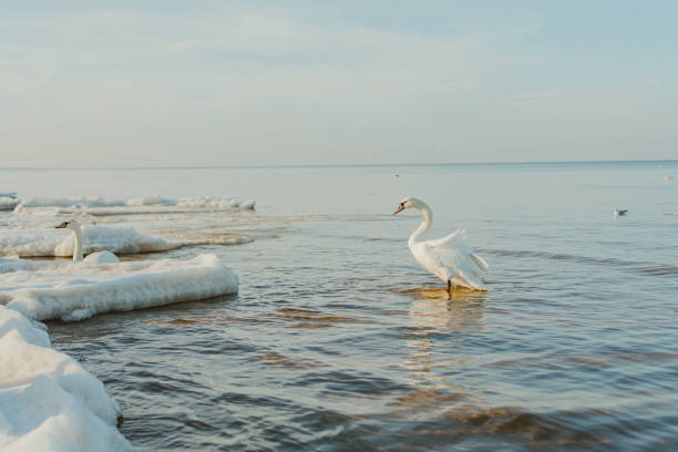 beautiful view of whooper swan on the lake in jurmala, latvia - whooper swan imagens e fotografias de stock