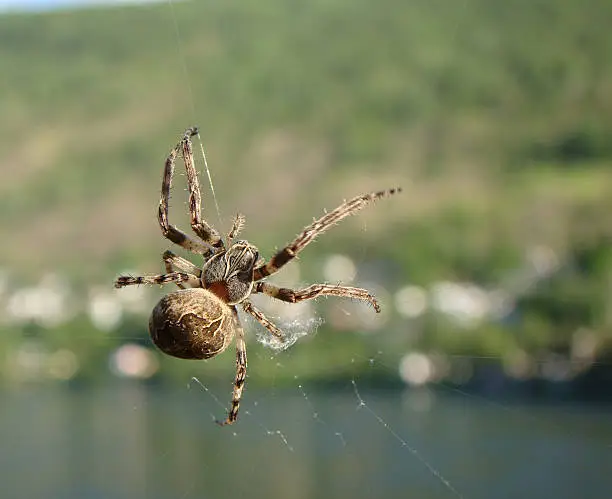 A spider at the columbia river in Kanada