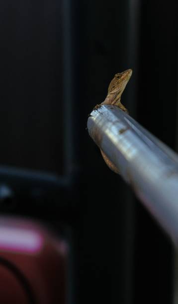 istock Lizard on Aluminum Rod with blur background 1478759893