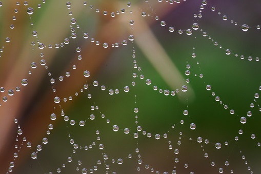 Day time macro close-up of dew drops on a spider web against a dark green background