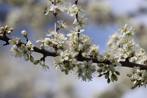 Closeup of tree branch with white flowers