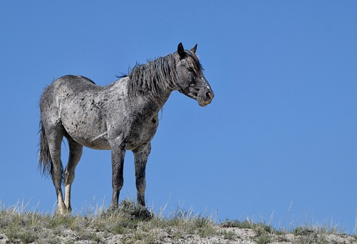 A Nokota horse standing on grass farm under blue sky in McCullough Peaks Area in Cody, Wyoming