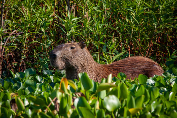 istock A lonely capubara starring at something in the green 1478761414