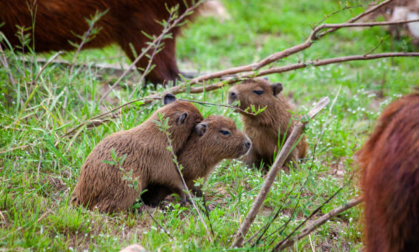 istock Three beautiful cute babies capybaras playing together 1478761508