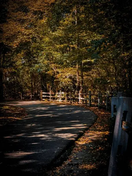 A vertical view of an empty road surrounded by autumn trees in Germantown, Tennessee, United States