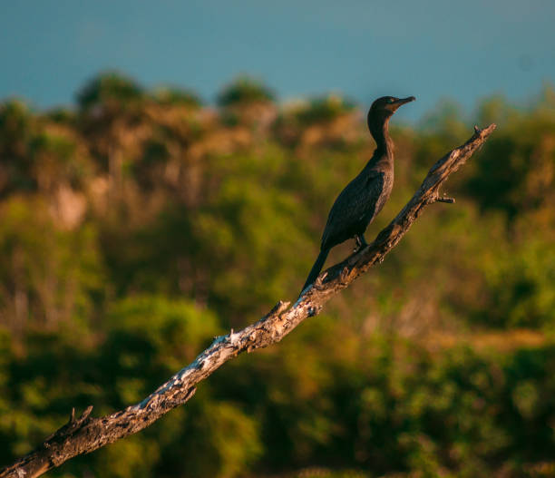 istock Closeup of a cute cormorant perched on a tree branch under the sunlight 1478762270