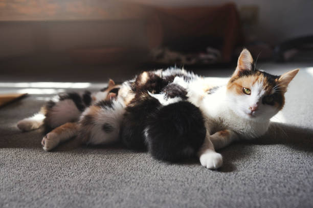 猫、ペット、雌猫が子猫に餌を与え、居間の床に横になりながら若者を授乳する。集団、品種および動物の母乳育児中の赤ちゃんまたは母乳育児の赤ちゃんまたは家畜の哺乳類