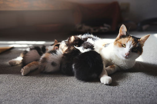 Cats, pet and female cat feeding kittens and nursing the young while lying down on the floor in living room. Group, breed and animal mother or mom breastfeeding babies or domestic mammal after birth